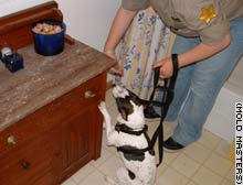 Mold inspector Rebecca Rasmussen works with her smooth-coated fox terrier, Watson, to spot spores in a bathroom.