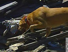 story.search.dog.cnn.jpg