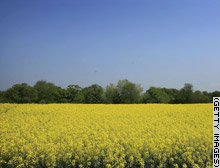 story.oilseed.gi.jpg