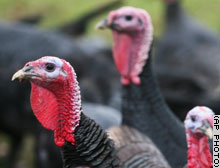 story.turkeys.gi.jpg