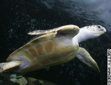 story.turtle.gi.jpg