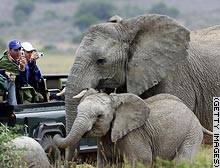 story.safari.gi.jpg