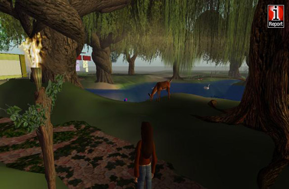 Forest scene