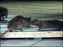 rats.story.jpg