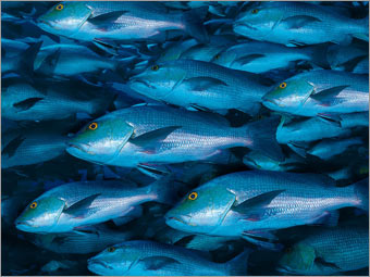 Problem #6: Overfishing 